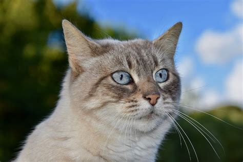 12 Most Popular Cat Breeds in the UK in 2025 (With Info & Pictures ...