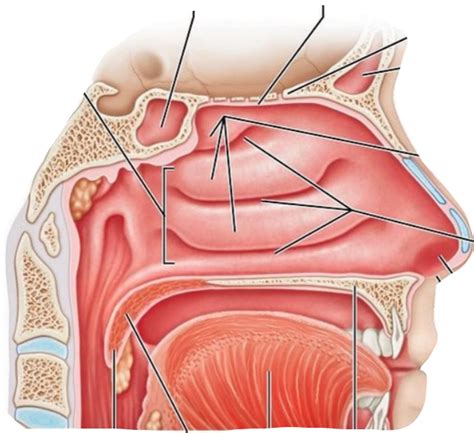 Nasal Cavity Diagram Quizlet