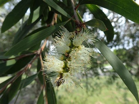 Melaleuca Tree: Uses, Edibility & Tea Tree Oil | ForagingGuru