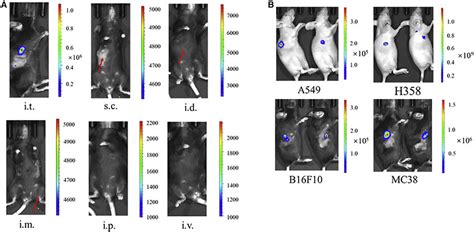 Intratumoral Administration Of Naked Cmrna Directed Protein Expression