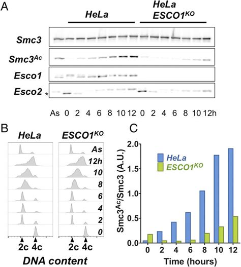 Esco Dependent Smc Acetylation Occurs Throughout Interphase Parental