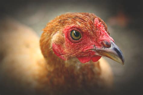 Close Up Photography of Chicken Head · Free Stock Photo