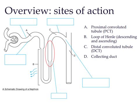 Diuretics Diagram Quizlet