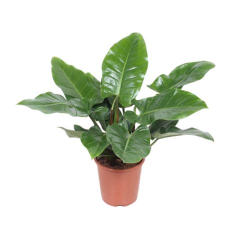 Blushing Philodendron Philodendron Imperial Green AL Darmaky