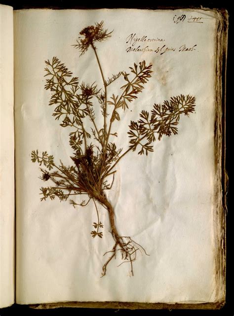 Ulisse Aldrovandi Herbarium — University Museum Network Sma