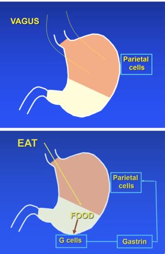 W1 Helicobacter Pylori Flashcards Quizlet