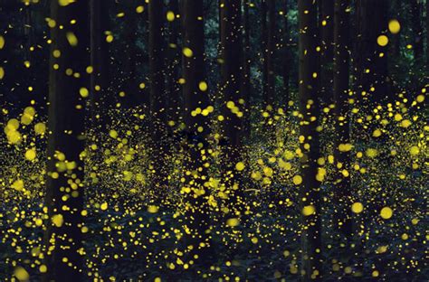 Skilled Photographers Capture Japan's Gorgeous Summer Firefly Phenomenon