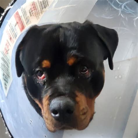 My 2 YO Rottweiler has cherry eye - Right after he had entropion ...