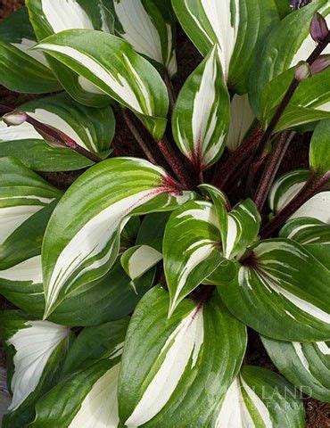 Raspberry Sundae Hosta In 2024 Shade Garden Plants Hostas Shade