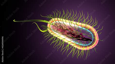 3d illustration of e coli bacteria shapes anatomy. Stock Illustration ...