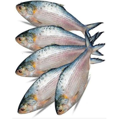 Hilsa (ইলিশ) – OrganicO