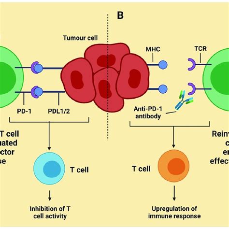 Checkpoint Inhibitors For Cancer Immunotherapy Have Been Approved By