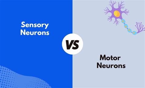 Sensory Neurons vs. Motor Neurons - What's The Difference (With Table ...