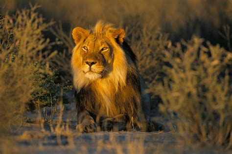 Lion at Sunset » Львы » Кошачья галерея » Magnus Felidae (Великие Кошачьи) - красота и ...