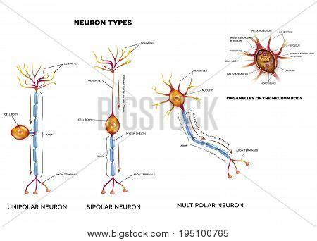 Nerve Cell Types Vector & Photo (Free Trial) | Bigstock