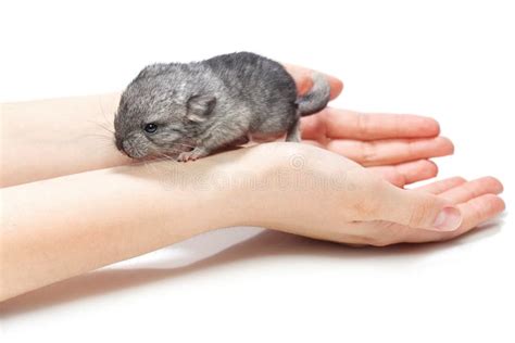 Chinchilla Sitting On Hands Stock Image Image Of Animal Furry 70729741