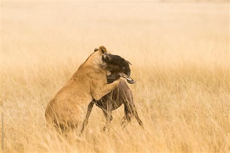 "Lioness Hunting A Wildebeest" by Stocksy Contributor "Marilar ...