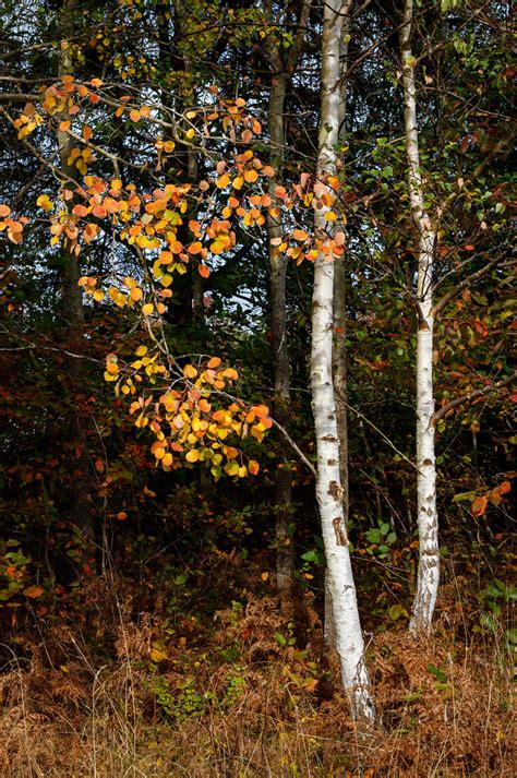 Two Birches And An Aspen Twig In Tuntorp Two Birches And A Flickr