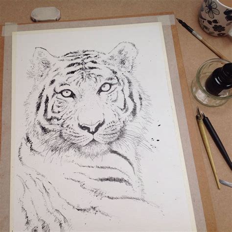 Tiger Pen And Ink Drawingwork In Progress Ink Drawing Ink Pen