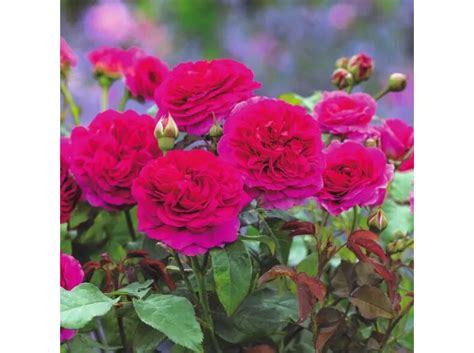 gabriel oak auscrowd