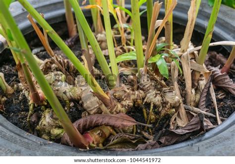 Ginger Rhizome Ginger Plant Stock Photo Edit Now 1044541972