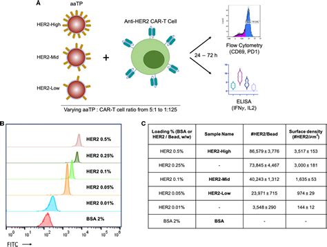 Frontiers Standardized In Vitro Evaluation Of Car T Cells Using