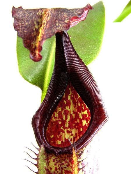 Plantfiles Pictures Nepenthes Species Pitcher Plant Nepenthes Eymae By Ronwest