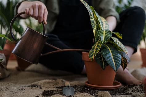 Comment Arroser Ses Plantes Pendant Les Vacances Jardiner Naturellement