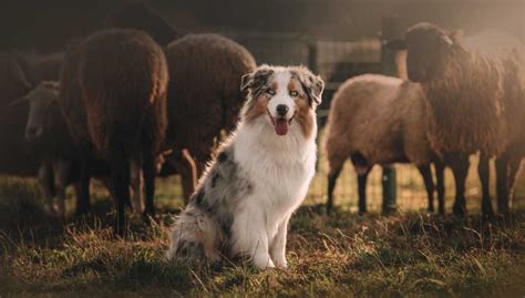 What To Know About Herding Dogs