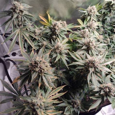 Blimburn Seeds Blackberry Moonrocks Grow Diary Journal Week14 By