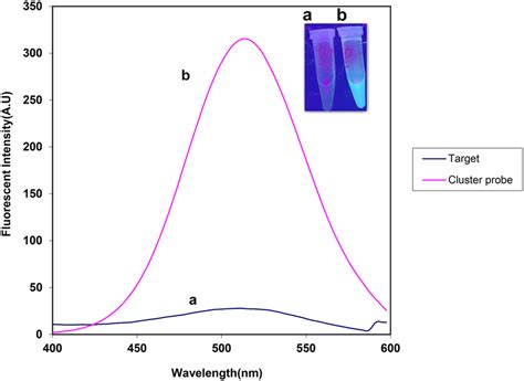 Fluorescence Spectra Of The Dnaauag Ncs Probe A With And B Without Download Scientific