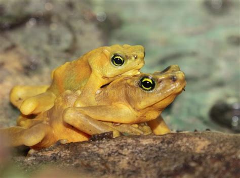 Mating Panamanian Golden Frogs Atelopus Zeteki Stock Image Image Of