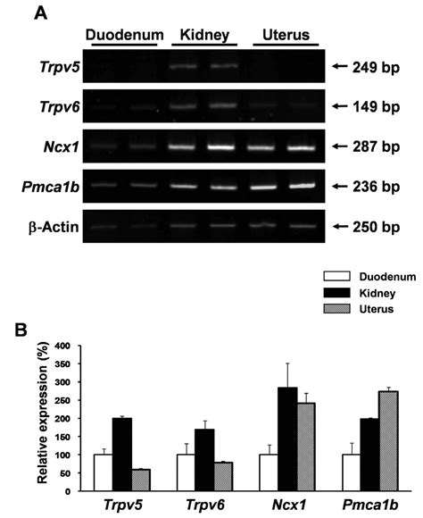 Expression Patterns And Potential Action Of The Calcium Transport Genes