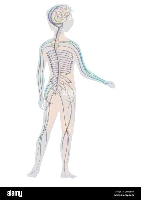 Nervous System Diagram Unlabeled