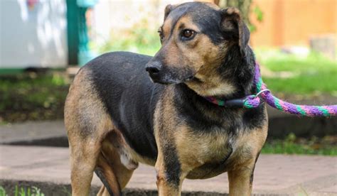 Alcaldía realizará jornadas de adopción de perros y gatos este fin de