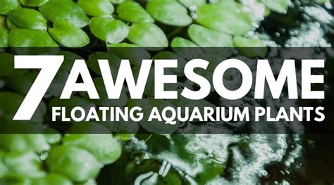 11 Awesome Floating Aquarium Plants The Complete Species Guide