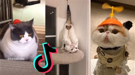 Cats Being CATS Tiktok Compilation 5 YouTube