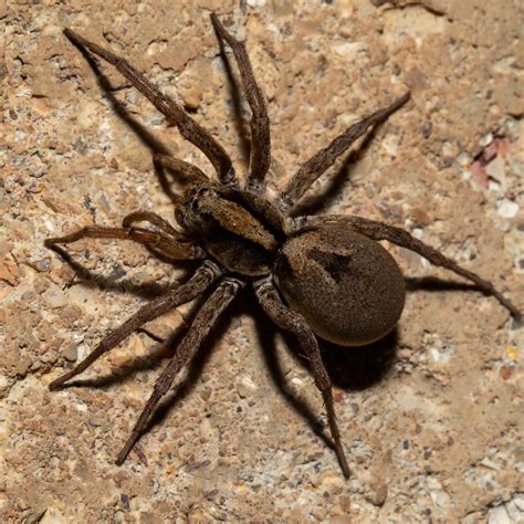 Are Wolf Spiders Poisonous Go Green Pest Control