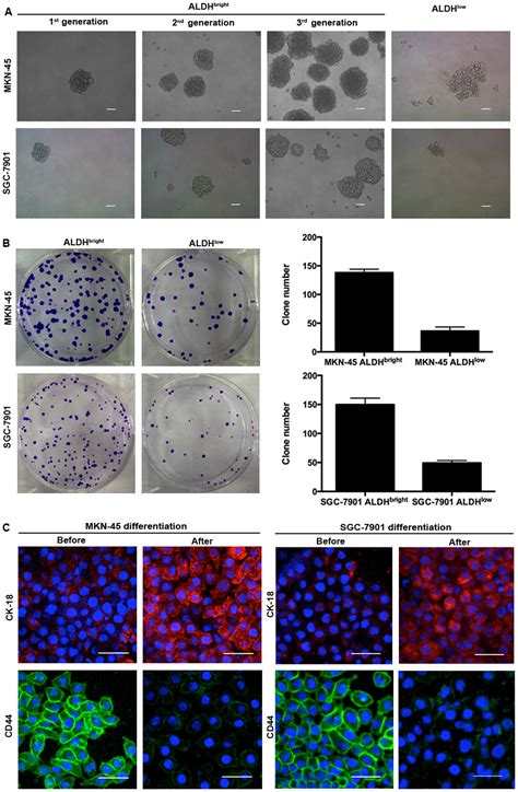 Aldehyde Dehydrogenase 3a1 Is Robustly Upregulated In Gastric Cancer Stem Like Cells And