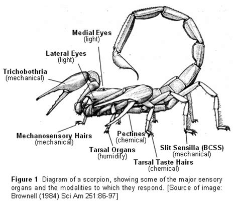 Pin by Karl Chua on Y1S2 Natural Structures | Insect anatomy, Human ...