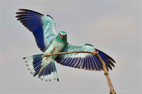 Blauracke Naturfotografie G M Dahmen Bilder Fotos