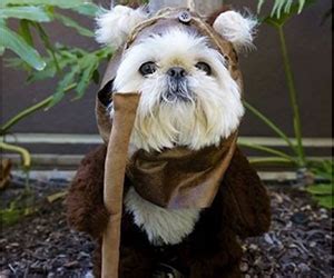 Star Wars Ewok Dog Costume