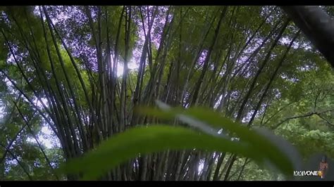 Palestine Videos XVIDEOS