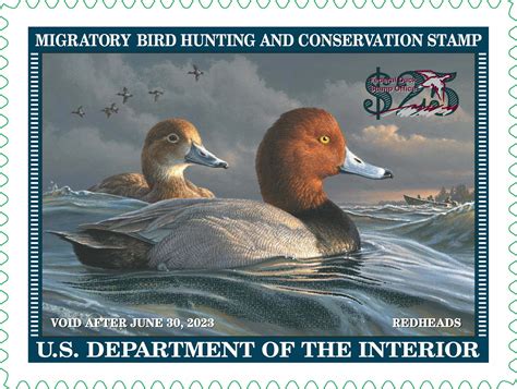 Federal Duck Stamp The Important Conservation Measures For Wildlife