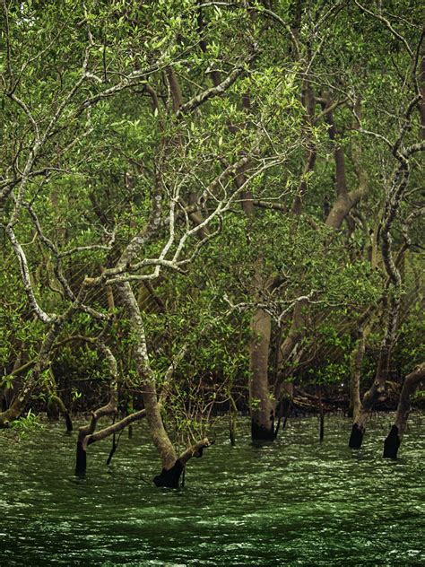 Interesting facts about Mangrove trees and forests