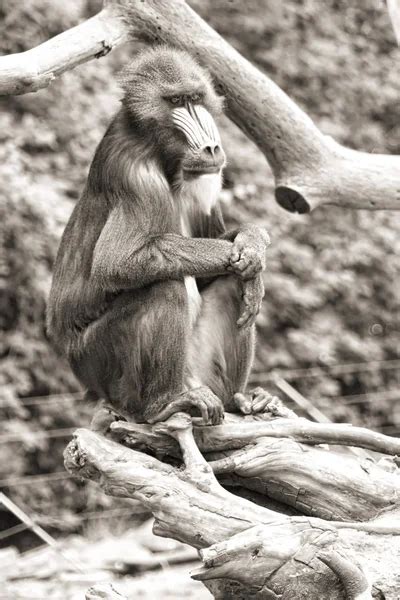 Monkey Thinking Stock Photos Royalty Free Monkey Thinking Images