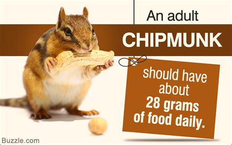 Things You Should Consider Before Choosing Chipmunks as Pets - Pet Ponder