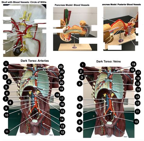 Anatomy Blood Vessels Diagram Quizlet