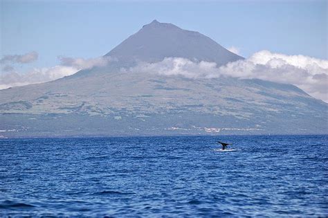 Whale Watching Tours Around the Azores - Tourist Attractions