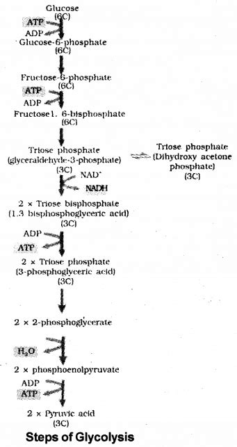 Plus One Botany Notes Chapter 10 Respiration In Plants IMP WORLD